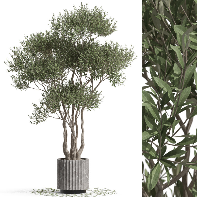 Plants collection 723 Model 3D .c4d .max .obj .3ds .fbx .stl .blend