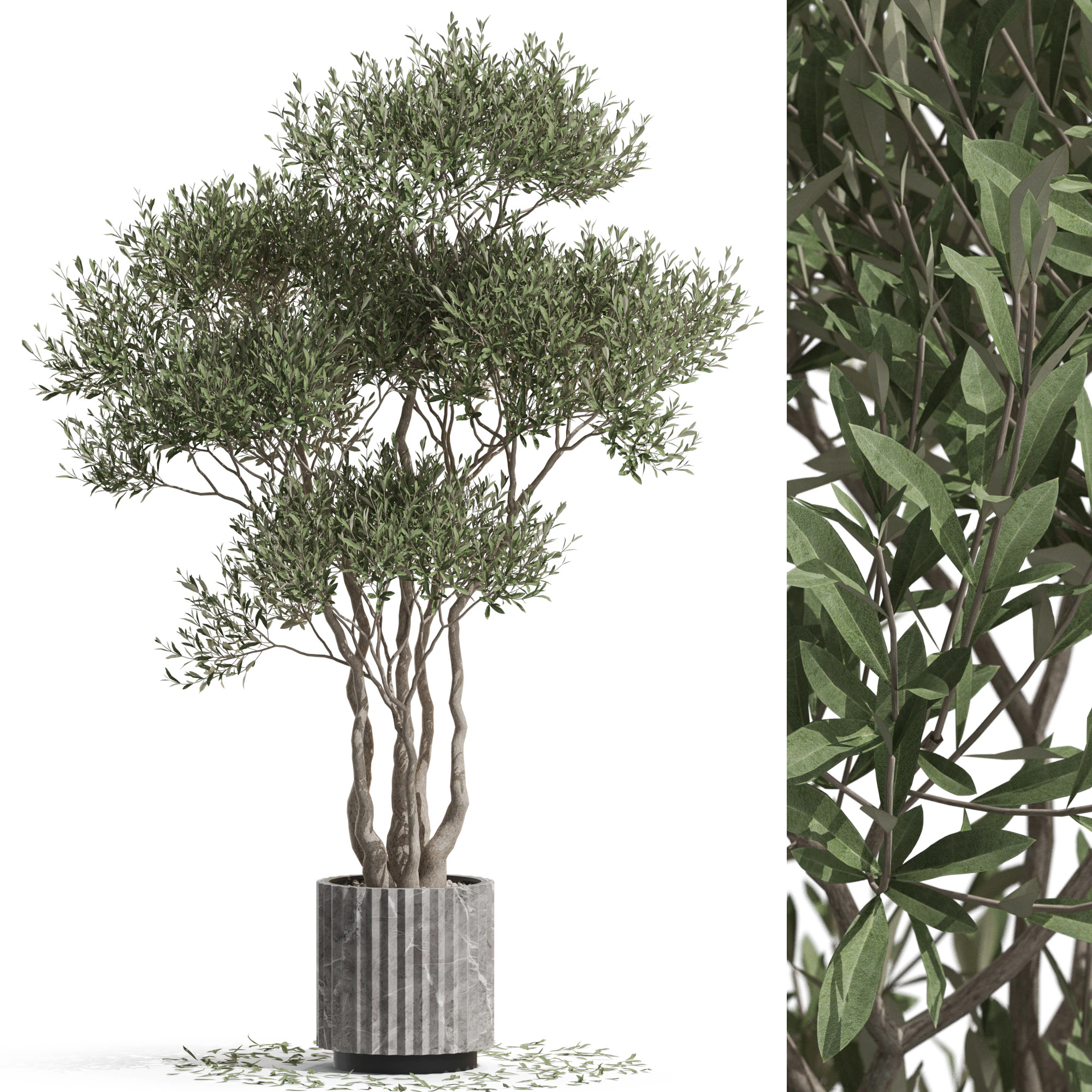 Plants collection 723 3D Model .c4d .max .obj .3ds .fbx .stl .blend