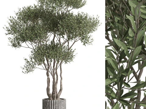 Koleksi tumbuhan 723 Model 3D