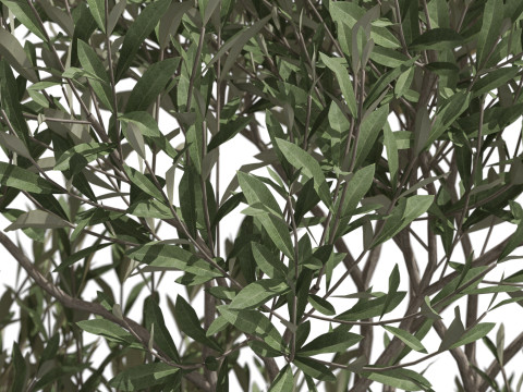 Plants collection 723 Model 3D