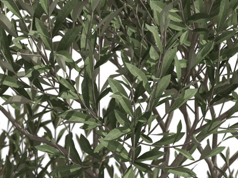 Plants collection 723 3D Model