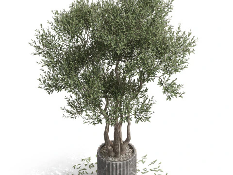 Plants collection 723 3D Model