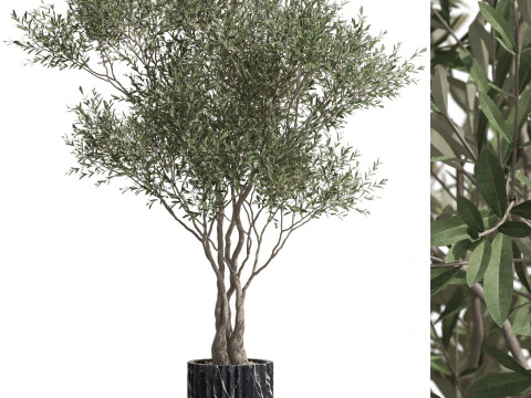 Koleksi tanaman 724 Model 3D