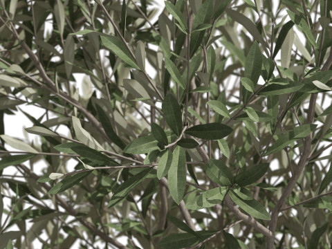 Plants collection 724 Modello 3D