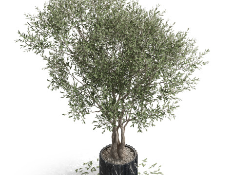 Plants collection 724 Modello 3D