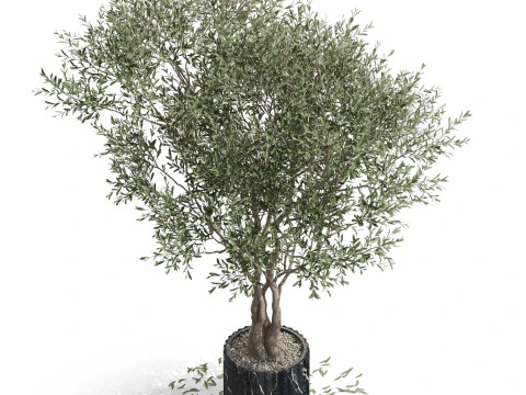 Plants collection 724 3D Model