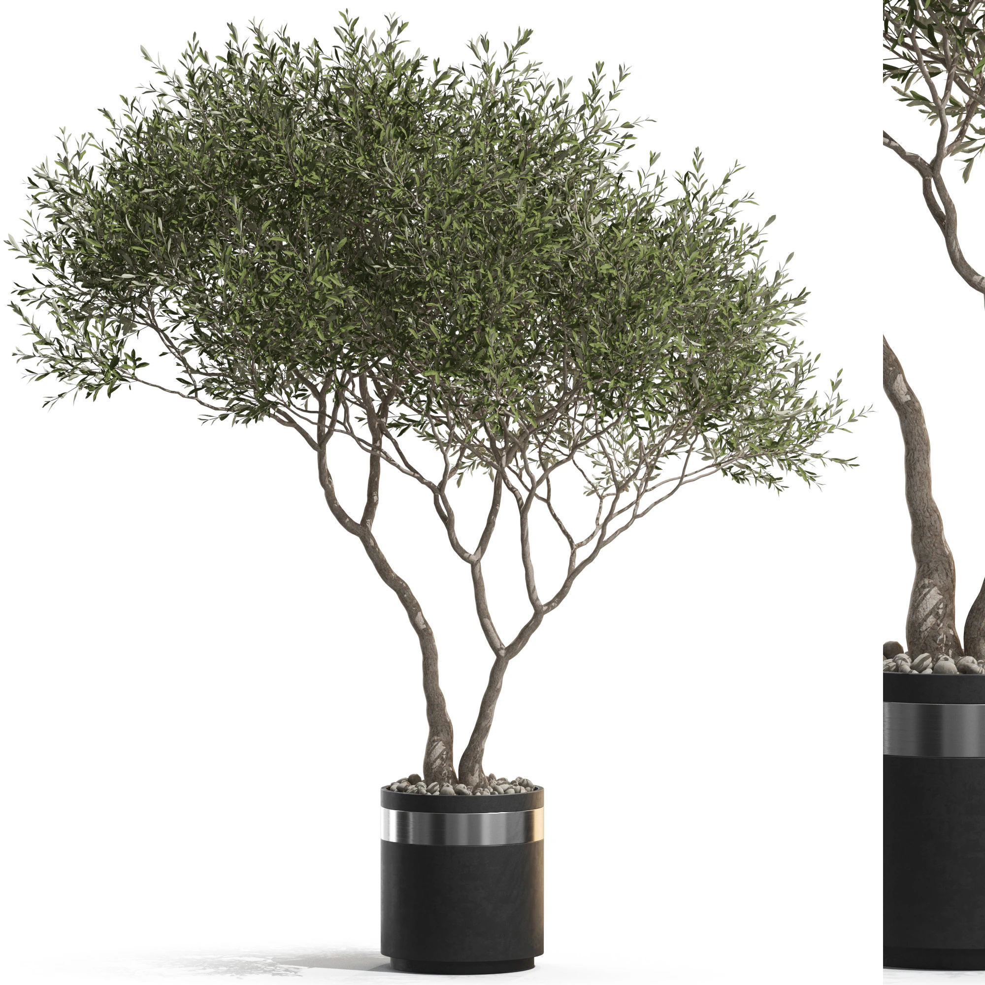 Plants collection 725 3D Model .c4d .max .obj .3ds .fbx .stl .blend 