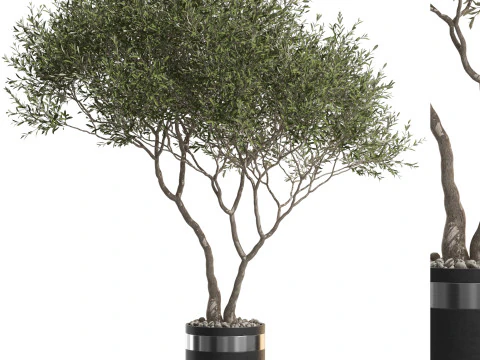 Koleksi tanaman 725 Model 3D