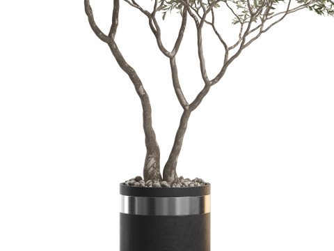 Plants collection 725 Modelo 3D