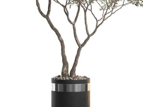 Plants collection 725 3D Model