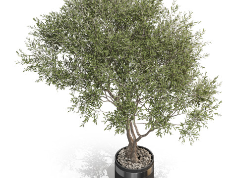 Plants collection 725 Modelo 3D