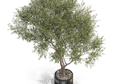 Plants collection 725 3D Model
