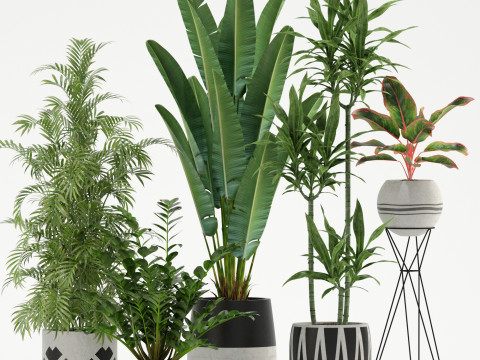 Plants collection 726 Model 3D