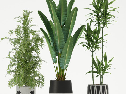 Plants collection 726 3D Model