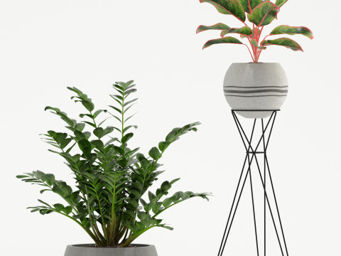 Plants collection 726 3D Model