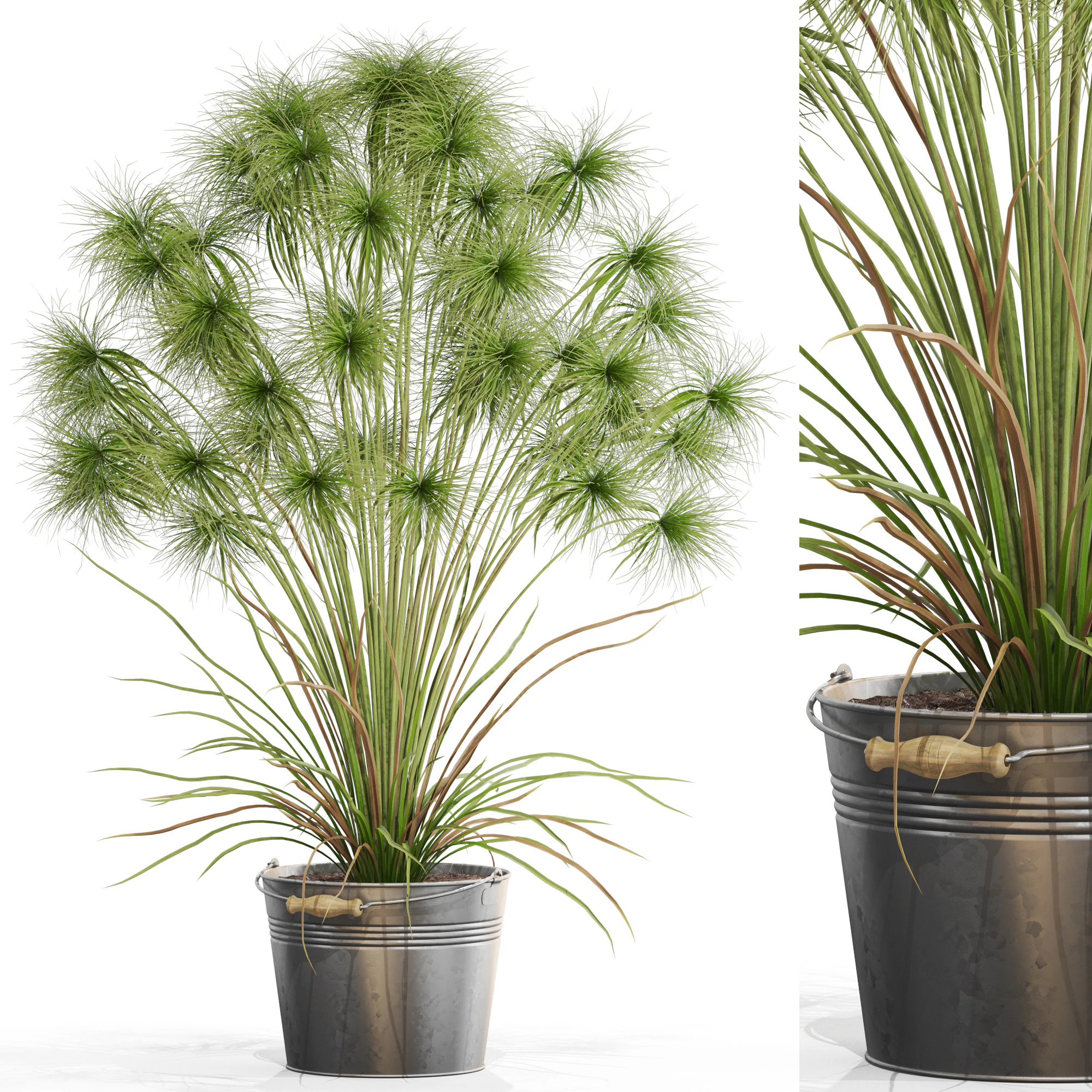 Plants collection 727 3D Model .c4d .max .obj .3ds .fbx .stl .blend 