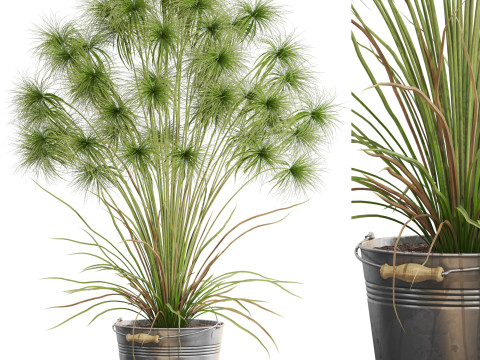 Plants collection 727 3D मॉडल
