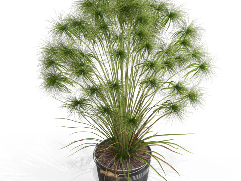 Plants collection 727 Modelo 3D