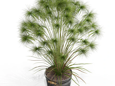 Plants collection 727 3D Model