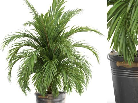 Plants collection 728 3D 模型