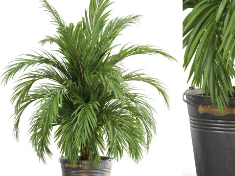 Collezione piante 728 Modello 3D