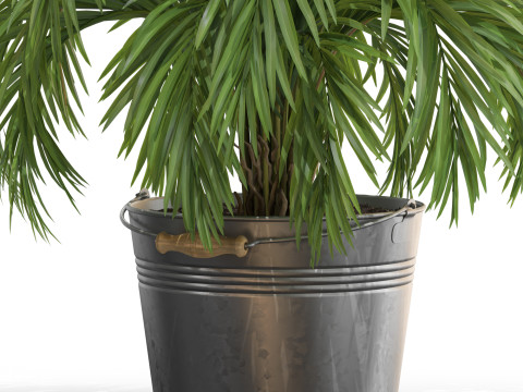 Plants collection 728 3D 模型