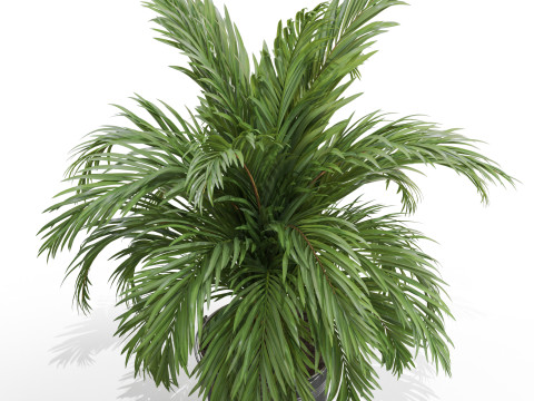 Plants collection 728 3D 模型