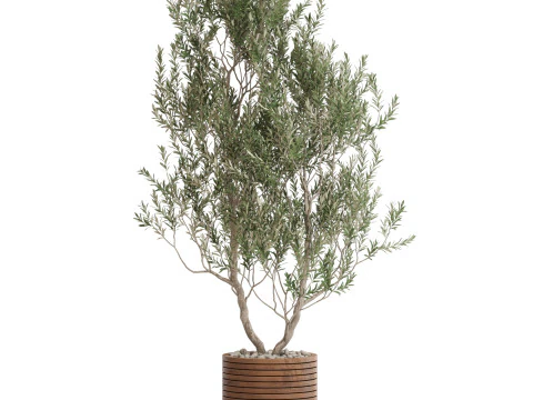 Коллекция растений 729 3D Модель