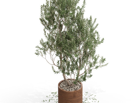 Plants collection 729 3D 모델