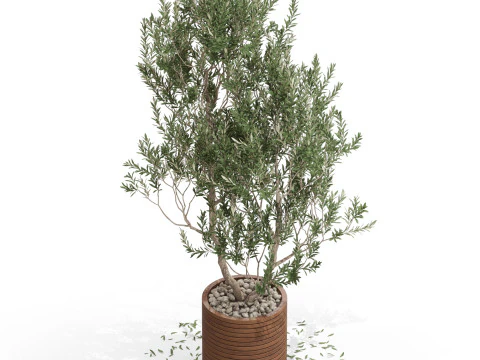 Plants collection 729 3D Model