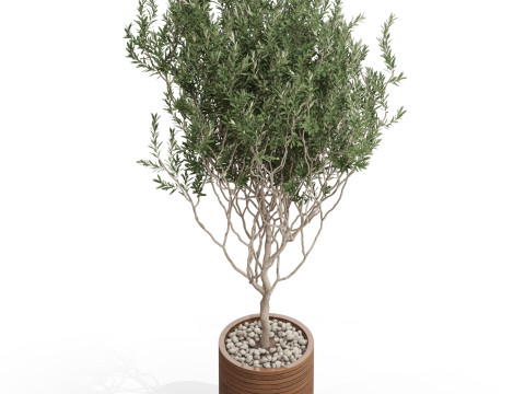 Plants collection 730 3D Model