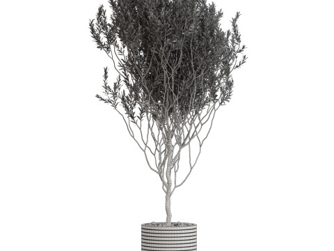Plants collection 730 3D Model