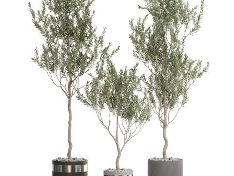 Plants collection 731 3D Model