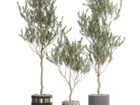 Plants collection 731 3D Model