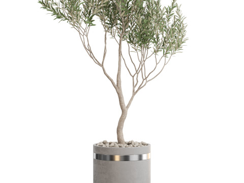 Plants collection 731 3D Model