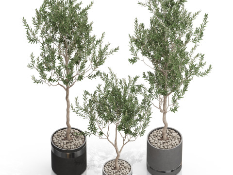 Plants collection 731 3D Model