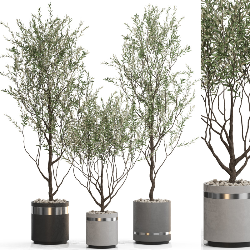 Plants collection 732 Modello 3D .c4d .max .obj .3ds .fbx .stl .blend