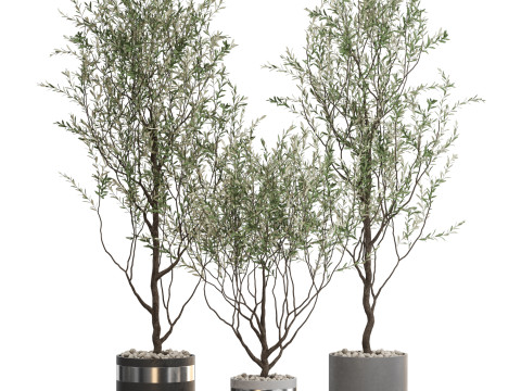 Plants collection 732 Modello 3D