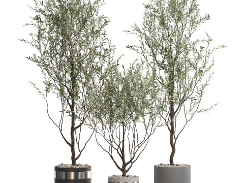 Plants collection 732 3D Model