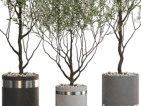 Plants collection 732 Modello 3D