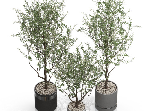 Plants collection 732 Modello 3D
