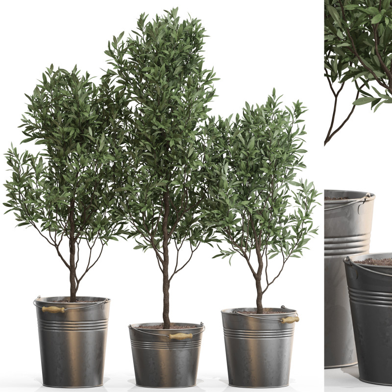 Plants collection 733 3D Модель .c4d .max .obj .3ds .fbx .stl .blend