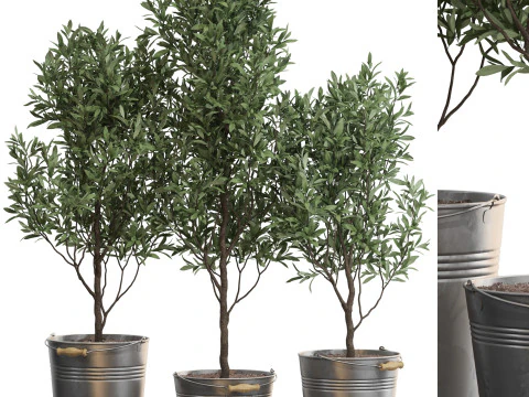 Koleksi tanaman 733 Model 3D