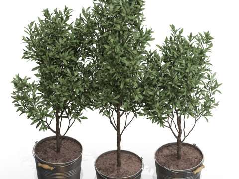Plants collection 733 3D Модель