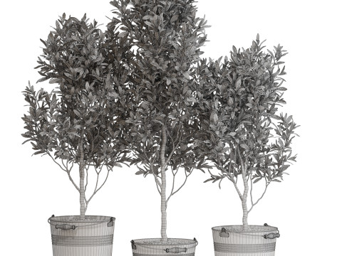 Plants collection 733 3D Модель