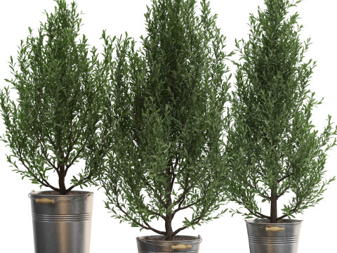 Plants collection 734 3D Model