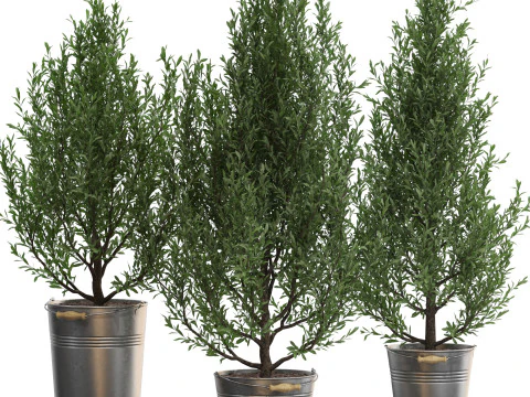 Colecci&oacute;n de plantas 734 Modelo 3D