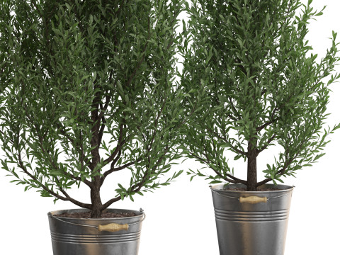 Plants collection 734 3D 模型