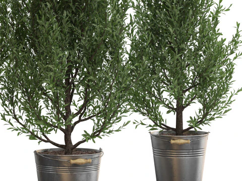 Plants collection 734 3D Model