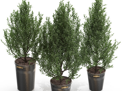 Plants collection 734 3D 模型